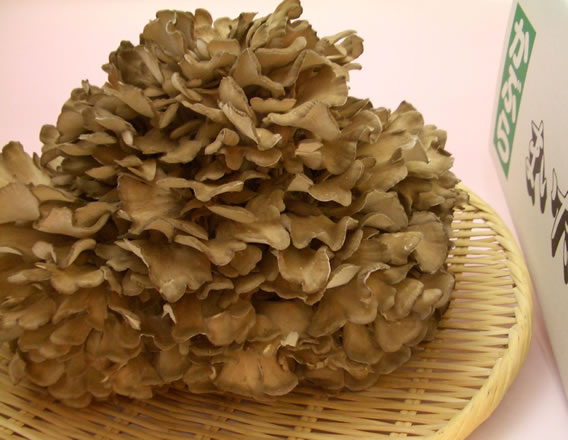 舞茸